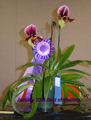 January 2006 Plant Table Winner