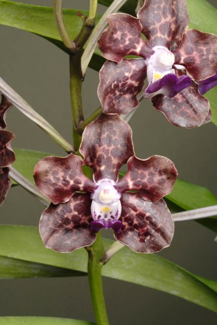 Vanda Alice Motes